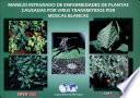 Manejo integrado de enfermedades de plantas causadas por virus trasmitidos por moscas blancas